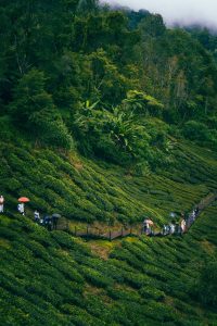 Cameron Highlands.jpg